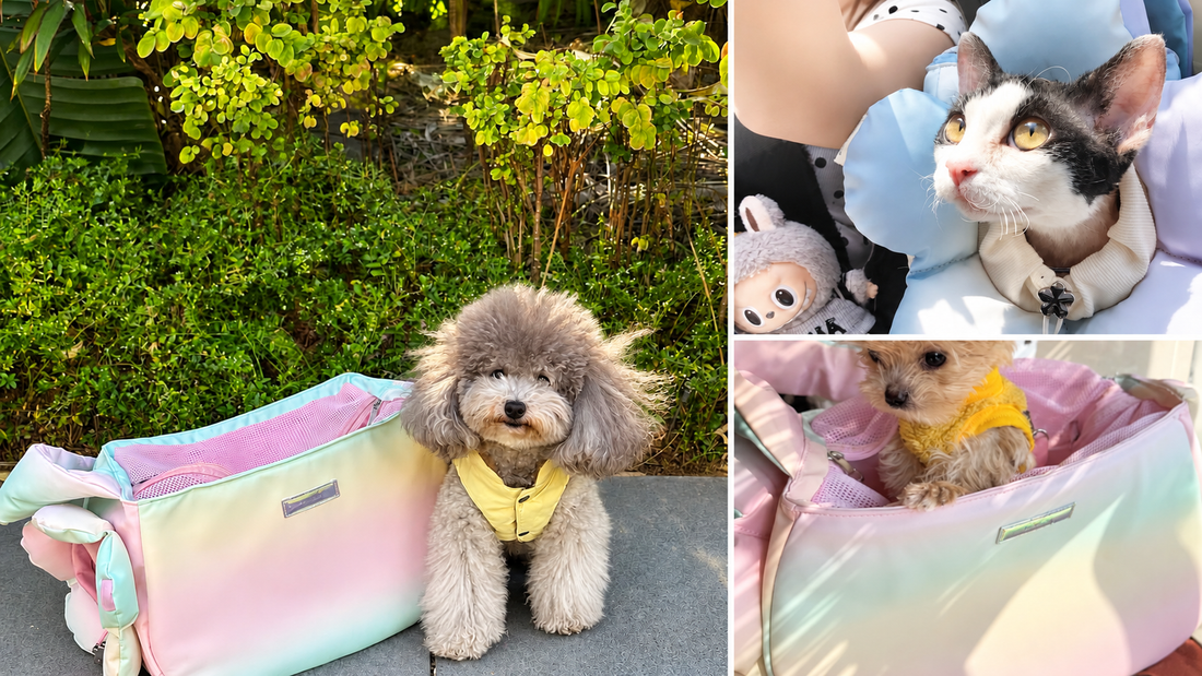 Pet carriers for cats and small dogs during everyday outings 