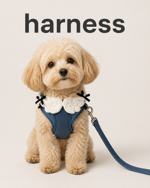 Small dog wearing blue angel wing harness with white wings and matching leash