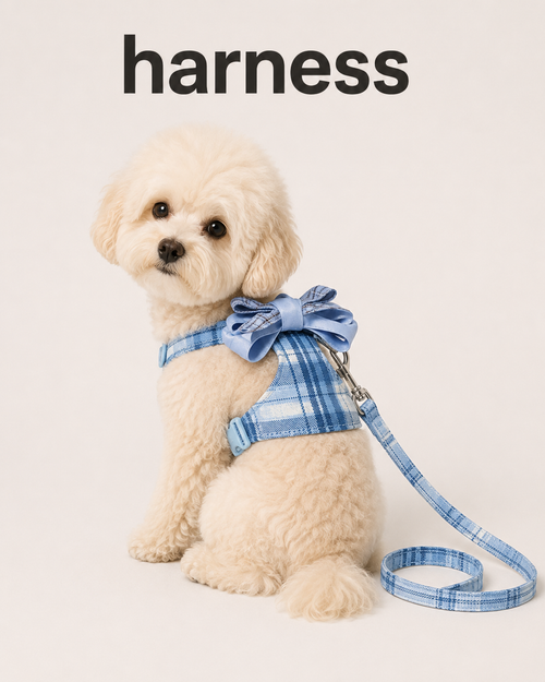 Small dog wearing blue plaid harness with oversized bow and matching leash