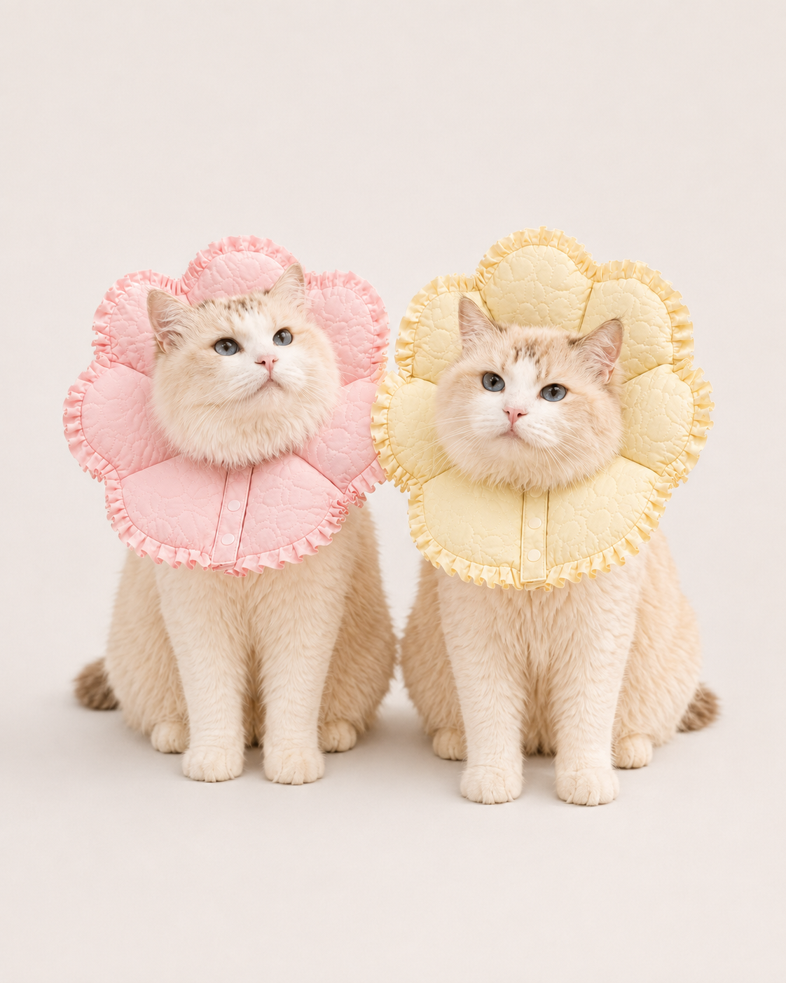 Two cats wearing pink and yellow flower pet recovery collars